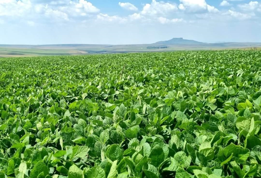 Commercial Property for Sale in Kestell Rural Free State
